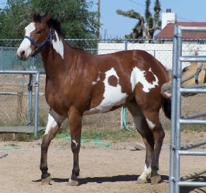 horses1040.jpg