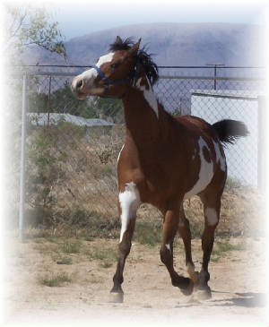 horses1042.jpg